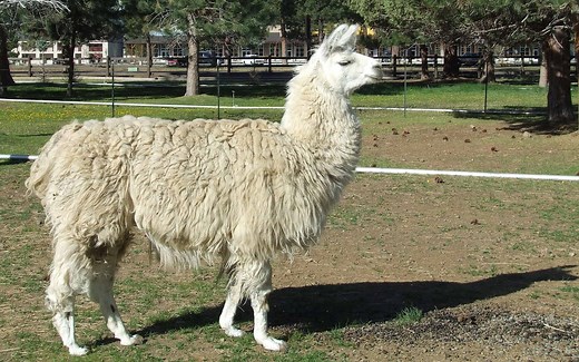 Llama Prices 2024: Purchase Cost, Supplies, Food, and More!