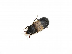 4 Tips to Prevent Larder Beetles From Infesting Your Home! - Pest Control