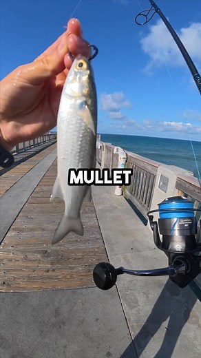 Catching_cyle on Instagram: "Pier fishing with Live mullet! #fish #fyp #fishing #angler #fypシ #fishinglife #saltwaterfishing #pierfishing #fishing #fishingaddict #fishingtrip #fishon #outdoors"