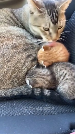 A mother cat who loves her child. Let's be kind and positive to each other. #cat