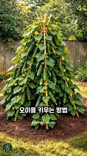 오이 수확량 10배 천재적인 재배 방법 #채소키우기 #가드닝 #plants