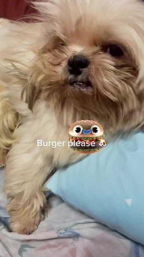 Cheagle Si Uno (@cheaglesiuno)’s videos with Cute - Tik Tok