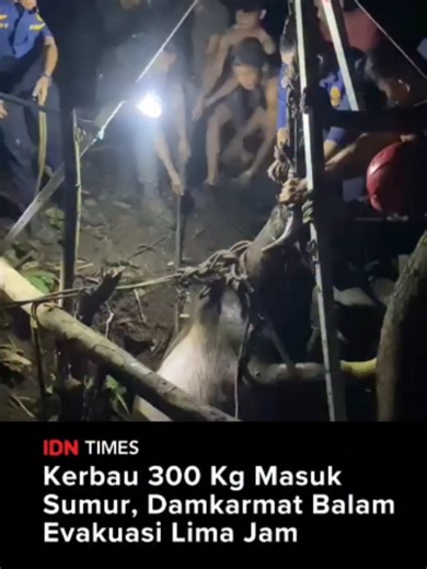 Kerbau 300 Kg Masuk Sumur, Damkarmat Balam Evakuasi Lima Jam Bandar Lampung, IDN Times - Seekor kerbau seberat 300 kilogram milik warga bernama Abi (52) terjatuh ke dalam sumur sedalam 8 meter di Jalan Dr Wahidin Sudiro Husodo, Kelurahan Gotong Royong, Kecamatan Telukbetung Utara, Kota Bandar Lampung, Selasa (12/5/2026). Kepala Dinas Pemadam Kebakaran dan Penyelamatan (Damkarmat) Kota Bandar Lampung, Anthoni Irawan mengatakan insiden bermula saat pemilik hendak memberi makan ternaknya sekitar pu