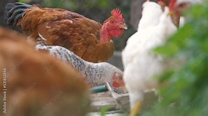 Hen feeding on traditional rural barnyard. Domestic chicken standing on yard lawn with green grass. Free range poultry farming concept