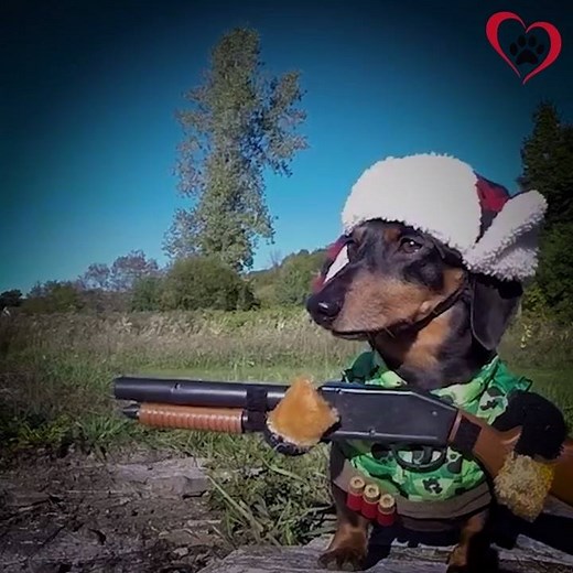 Meet Crusoe! :) Credit: Crusoe the Celebrity Dachshund | Animal Lovers