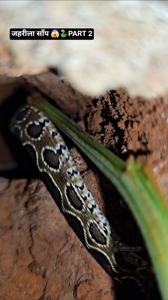PART 2.. The venomous snake opened its mouth and its dangerous fangs were revealed 😱😱🐍