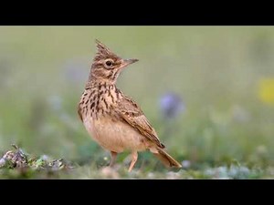 The sound of the Crested Lark - Nature and birds sound to recognize the Crested Lark | 10 Hours