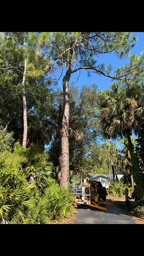 Pine tree removal of the day. A lil over 18” in diameter. | Branch Off Tree Service LLC