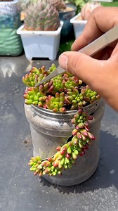 454K views · 8.8K reactions | Recycling old things to grow succulents 華 #succulents #suculentas | Succulents | Facebook