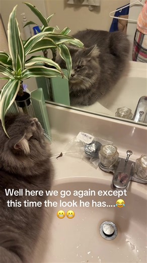 I came in here to do my normal nightly routine and get to look at this while I’m doing it 😂 The look he’s giving himself cracked me up! #cats #catlovers #animals #fyp