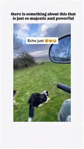 Unviversal Clips on Instagram: "- The instagram reel a video of Border Collies running across a vast, open field, showcasing their remarkable speed and agility, which is particularly impressive given that Border Collies can reach speeds of up to 30 miles per hour, as noted in a vet-reviewed article from Dogster published on February 19, 2025. This breed's exceptional athleticism is a result of their historical breeding for herding livestock, requiring both speed and endurance. - The video's capt