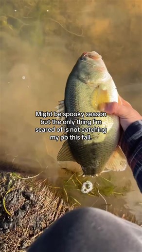 Fall Bass Fishing Tips for Beginners