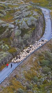 649K views · 11K reactions | Wool comes in many different forms - it can be the softest next to skin garment keeping you warm or cool, and it can be durable and strong when it’s made into a carpet in a public building or hotel withstanding many people walking over it for many years. Watching these sheep heading down from the Norwegian mountains perking up our morning  Film @spectacularnorway | The Campaign for Wool | Facebook