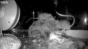 Here are three of the 6 baby mice who came in last month after being found in a boot. All are doing well and I look forward to releasing them soon. #mice | WEST Wildlife Rehab