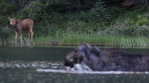 63K views · 1.5K reactions | If you've read this page you know that last summer I filmed a moose calf that didn't like water. This caused many issues and I was surprised she made it to winter! Because of it, she earned the nickname "Splashy". Here she is in this clip, making sure to stand right at the lake's edge as her mom feeds on aquatic vegetation. Check out how long her mom can hold her breath. #outdoors #nature #moose | Michael Hodges, Author | Facebook