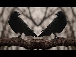 Ravens - A Tergo Lupi --- Tagelharpa & Ritual Drum - Dark Folk