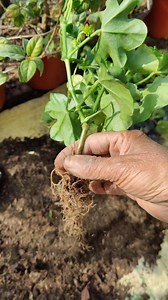 GERANIUM IVY : WATCH THE BEAUTIFUL JOURNEY FROM SEEDLINGS TO FLOWERS #fbreelsfypシ゚viralシ | HAMRO Phulbari