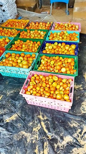 Chad Organic Farm #agriculture#chad🇧🇪🇧🇪🇧🇪 #afrique#viraltiktokvideos✅foryou❤️❤️❤️#fyps💯🔥 @tomate 🍅