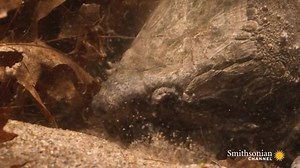 8.6K views · 190 reactions | The Alligator Snapping Turtle is an ambush predator with a worm-like appendage in its mouth, used to lure fish. | The Biodiversity Photoblog | Facebook