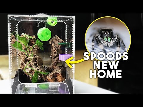 Jumping Spider Rehousing | Easy & Cute Enclosure Build