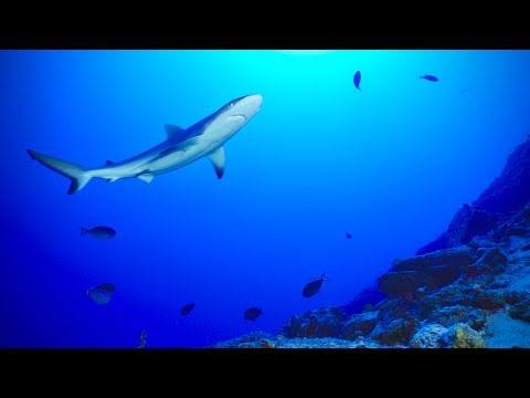 Relaxing Underwater Scenes | 35 Minutes of Calm Ocean Footage & Ambient Music