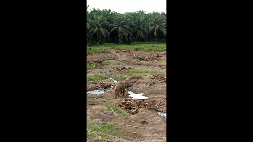 Drone Reveals Devastation: The Hidden Cost of Deforestation.