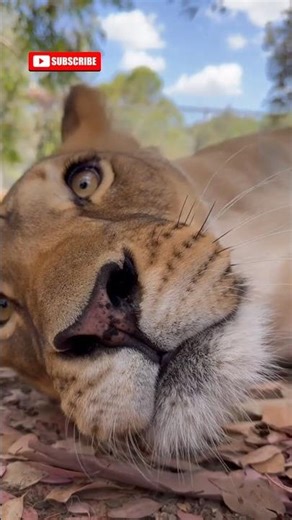 Nature’s most powerful female: The Lioness. 💪
