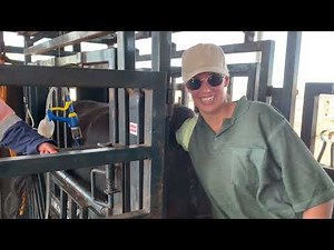 Awesome Human Medical Students Pregnancy Test Cows