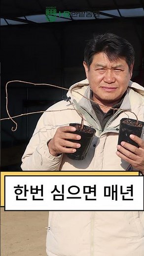 한 번 맛보면 매년 심고 싶을 정도예요! 다래나무 묘목 용성2호