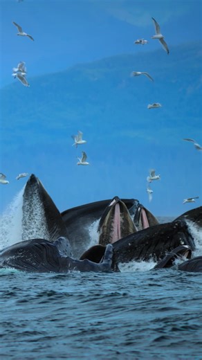 450K views · 6.8K reactions | Große Wale haben großen Hunger: Bis zu einer Tonne müssen Buckelwalmütter nach der Geburt ihres Kalbes täglich fressen – schließlich trinkt ihr Nachwuchs pro Tag etwa 50 Liter Milch. In den ersten zwölf Monaten lernt das Kleine alle wichtigen Weisheiten, die es für das Überleben in den Ozeanen braucht. Woche der Meere – TÄGLICH UM 20:15 auf National Geographic WILD | National Geographic | Facebook