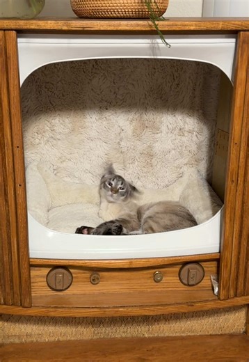 Transforming a Vintage TV into a Cat Bed