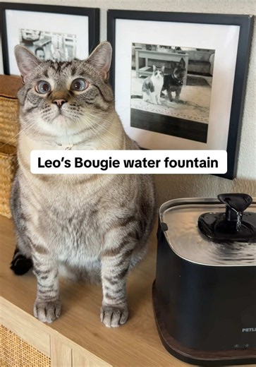 Bougie Cat Water Fountain with Hydration Tracker — Petlibro Review