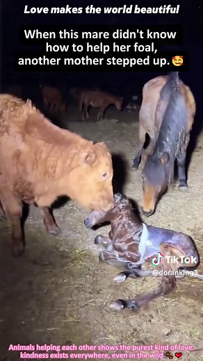 Animals Helping Each Other: Heartwarming Acts of Kindness