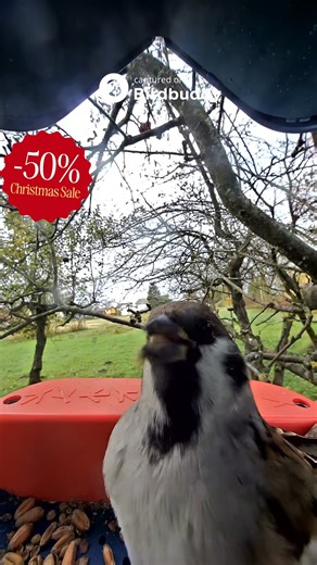 Looking for a gift that actually makes people smile? This Christmas, Birdbuddy is up to 50% off. It sends photos and videos of every bird that visits. Clear, close, beautiful. Something peaceful in a season that can feel too busy. 🎁 Give joy they can see every day. 👉 https://mybirdbuddy.com/ | Birdbuddy