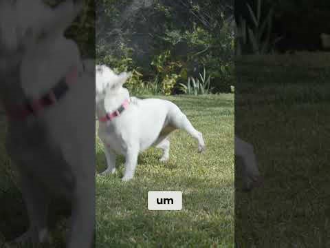 French bulldog care keep your Frenchie healthy!