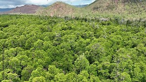 Sunda flying foxes, Acerodon mackloti, fly over the canopy of a remote mangrove forest where they roost in Indonesia. Mangroves provide vital habitat for invertebrates, fish, birds, and fruit bats.