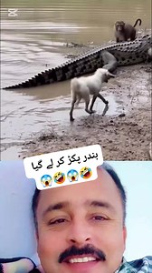 39K views · 156 reactions | Monkey save Dog crocodile attack #reelsfb #live #reels #viral #trandingreels #viralvideo #viralpost2025 #crocodile #dog #monkey | Muhammad Nafees | Facebook