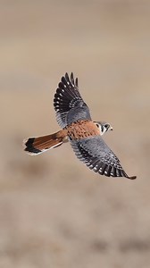 1.5K views · 29 reactions | A beautiful male American Kestrel hunting. ...#kestrel #americankestrel #birdsofprey #instagood | Tohid Azimi | Facebook