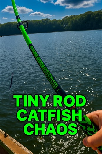 6K views · 61 reactions | Tiny Rod Catfish Chaos   https://wstackle.com/dkletz | Whisker Seeker Tackle | Facebook