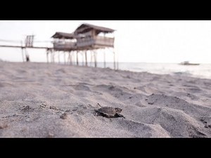 Journey into Turtales | Pawikan Conservation Center in Morong, Bataan Sea Turtles