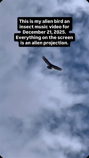 Brian Ladd on Instagram: "This is my alien bird music video for December 21, 2025 Port St. Lucie Florida. There are black vultures here. There are crows there are seagulls. There are pelicans. There are offspring. There are crackles are their alien insects and a whole bunch more we do this every day. Everything on the screen is a holographic projection. Alien in nature. #alien bird music video.#birds#aliens#universe #mothership"