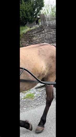 Amigo im Gelände: Brav und tapfer