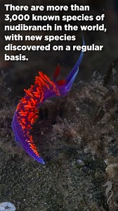 Learn how the scientists at the Marine Biological Laboratory in Woods Hole are studying novel research organisms to help unlock fundamental secrets of biology to understand the world and ourselves. Video produced by Jessica Rotondo. Footage: BioQuest Studios / MBL | Marine Biological Laboratory