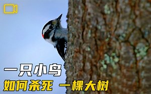 小鸟撼大树：一只小鸟如何摧枯拉朽，杀死一棵参天大树？