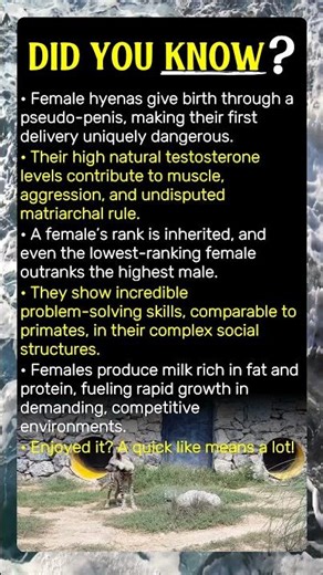 Female Hyenas: Nature's Unstoppable Bosses!