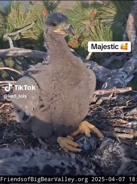 Gizmo the Eagle Grows Up in Big Bear California