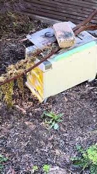 Baby Beehive Fighting to Survive Under Wasp Attack | Beekeeping