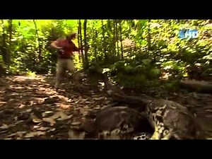 Austin Stevens - Der Menschenfresser Python (5/5)