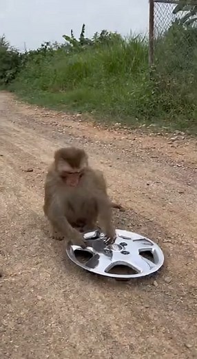 Monkey Climbs Power Station - Instant Regret! #fblifestyle #monkey #electric #highvoltage #Power | Monkey planet