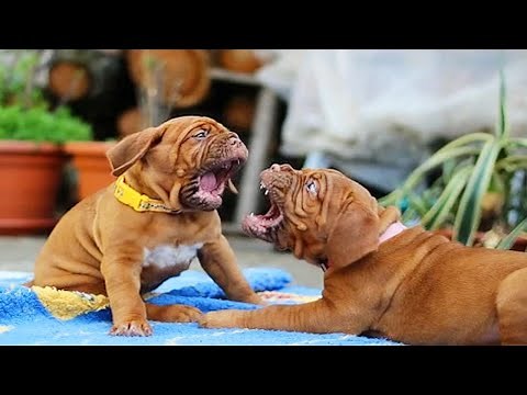 Funny Dogs of TikTok Compilation 😂 (Part 2) [Funny Pets]